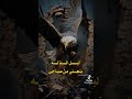 باعيش مثل الصقر فارد جناحي