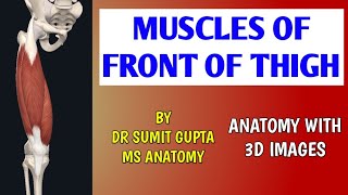 MUSCLES OF FRONT OF THIGH