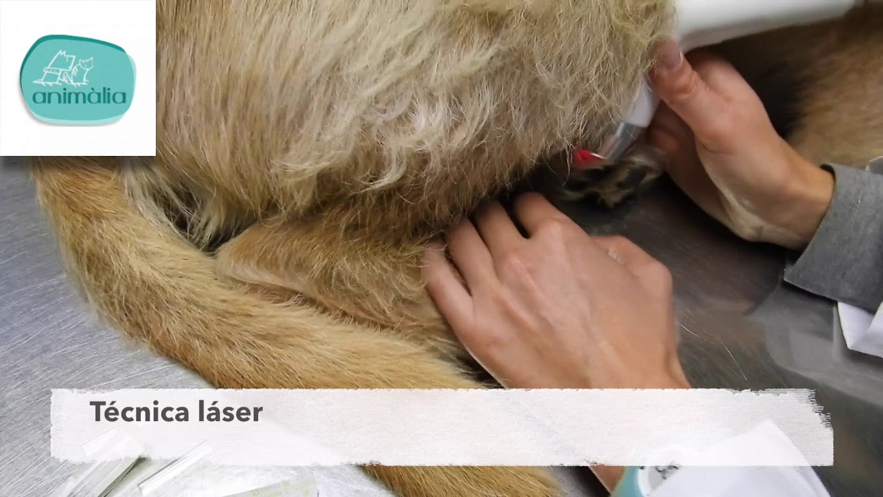 Acupuntura en animales - Animalia Barcelona