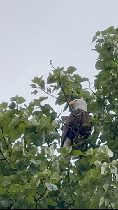 Bald Eagle 'Let's Go Fishing'