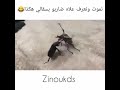 نموت ونعرف لاه عطاه سقلة ههههههه