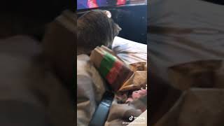 cat stealing a French fry