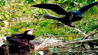 Little black cormorant bird returns from foraging#birds