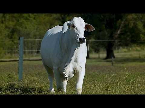LOTE 19 - CSCR 1628