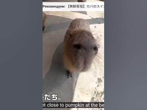 капибара - YouTube