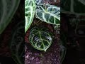 antorium #plants#garden#green #nature#housplants#tanamahias #orchids#aroids#antorium #Varigata#fyp