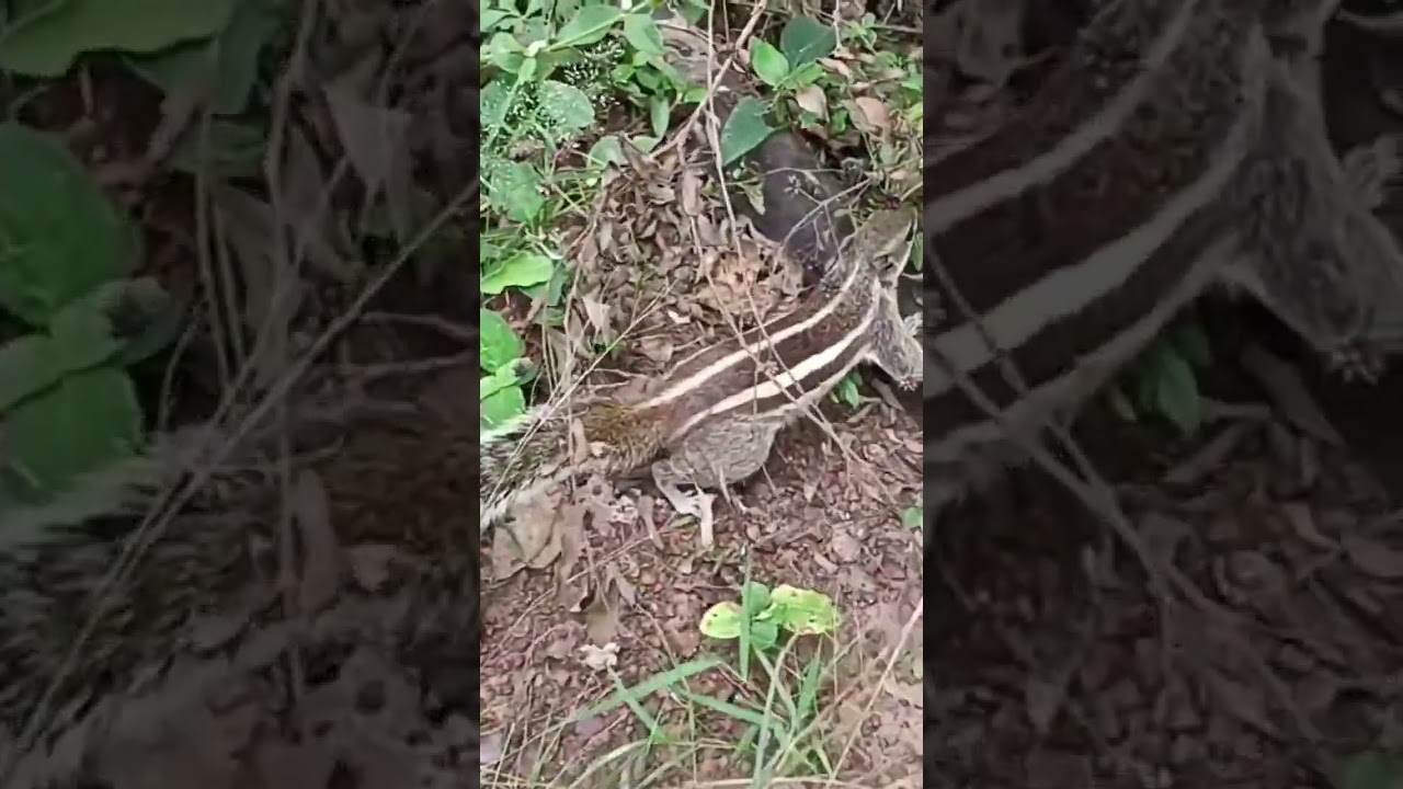 Glari on Tree glari bonito, on tree 