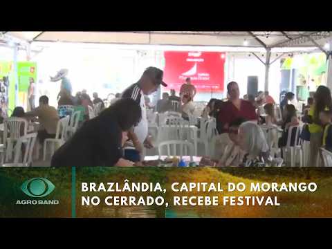 Brazlândia é a capital do morango no cerrado