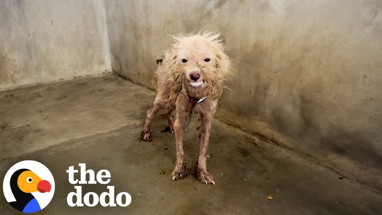 Scraggly Dog Gives His Best Smile So Someone Will Choose Him | The Dodo
