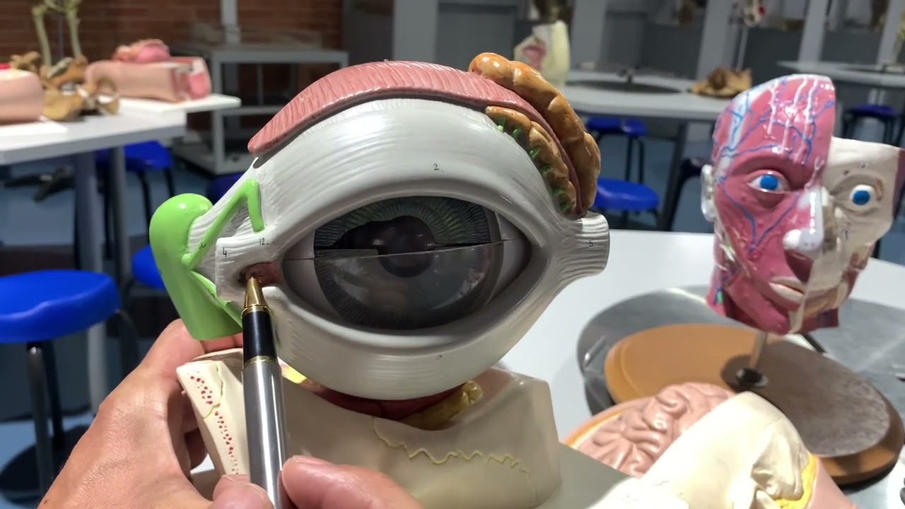 Globo ocular y sus anexos parte 1 Dr. Diego Aldana