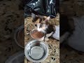 asi va ceci 2 dia de que aparecio no se como ayudarla los costos son altos#amorfelino #ayudaanimal