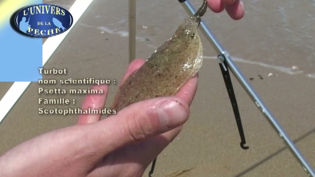 LA PECHE DE BORDURE DU TURBOT ET DU SAR
