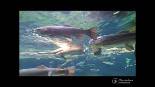 TOUR THIS BEAUTIFUL MUSEUM WITH ME! REDDING, CALIFORNIA #explorepage