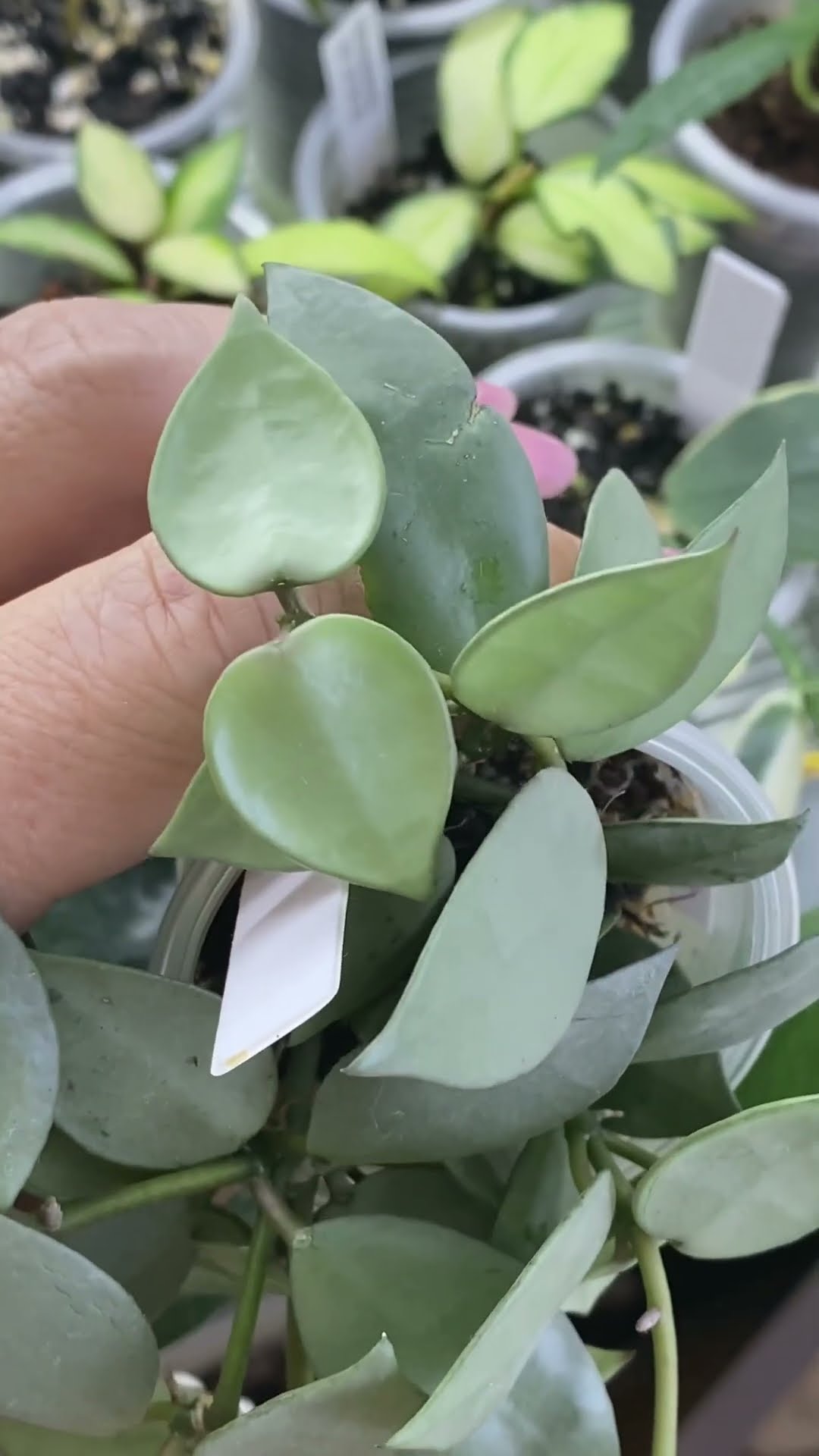 Hoya Lacunosa silver full moon#bloom#сорт#хойя#plants - YouTube