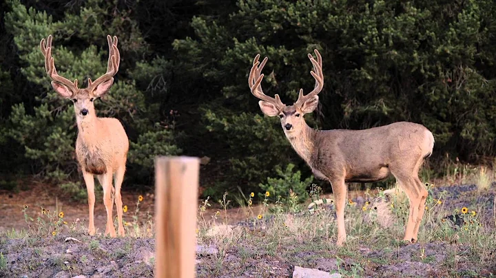 Mule Deer Delight Winchester Deadly Passion Web Promo