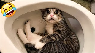 :  Funniest Cats 2025 | Hilarious Cat Videos Compilation 