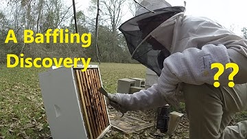 Hive Split Pre-Inspections