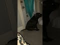 Bahaha Big Beef!!can’t itch her own butt!!!?lol die”die”s trash…!