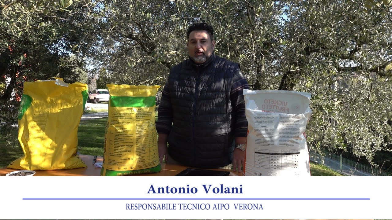 La concimazione dell'olivo  -    Aipo -  Speciale