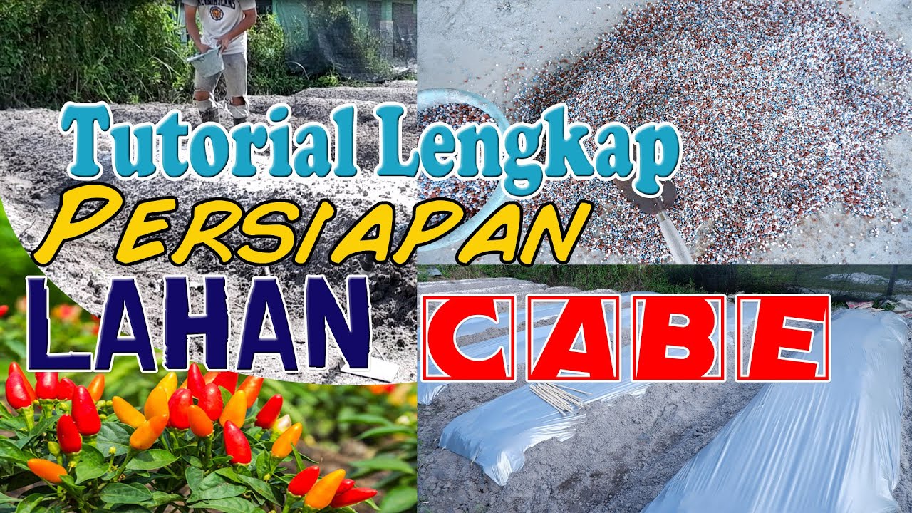Tutorial Lengkap Persiapan Lahan cabe, Pupuk dasar, Cara Pasang Mulsa