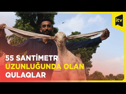 Video: Uzun qulaqlı jerboa: şəkil ilə təsvir