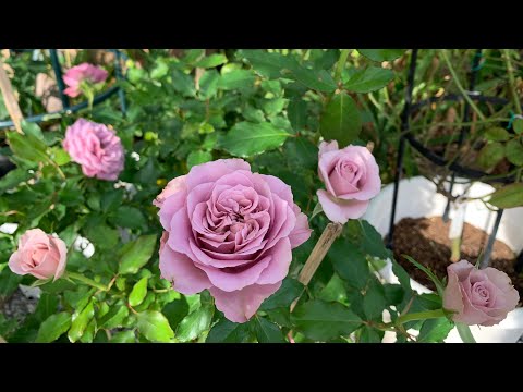 My roses Ep.40 ชมกุหลาบญี่ปุ่นสวยๆ Aube 