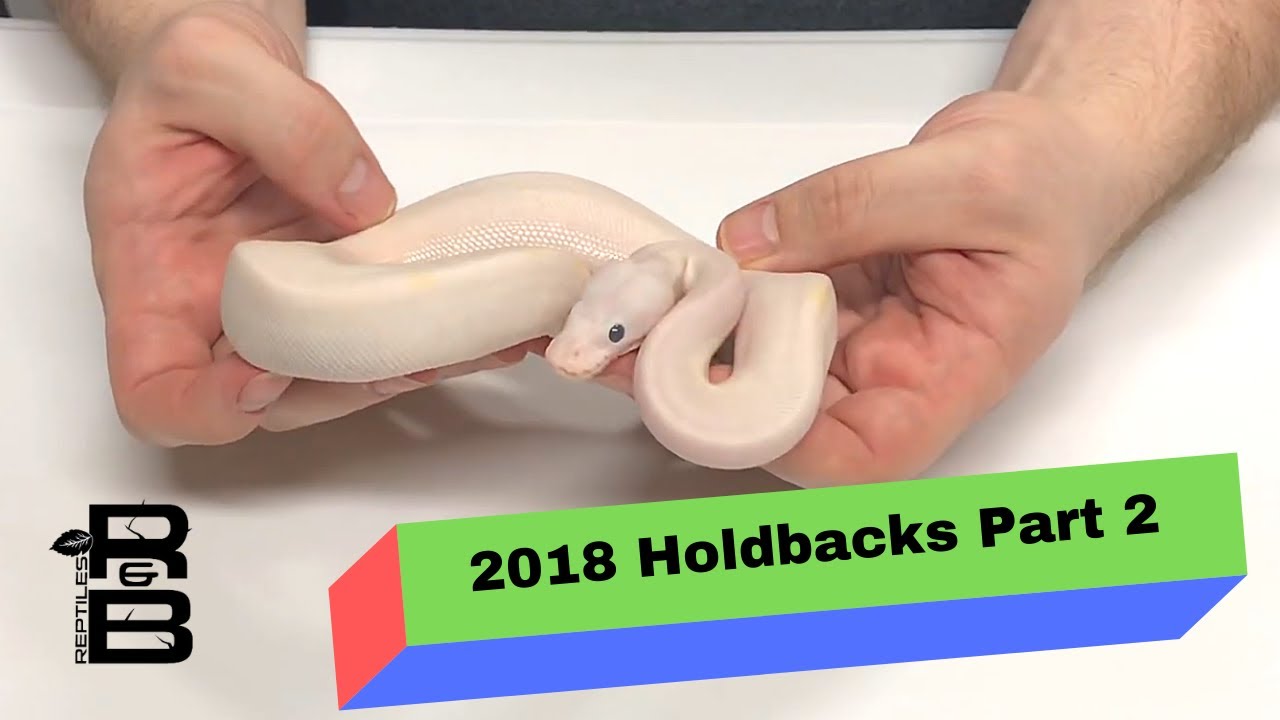 skins exclusivas fortnite 2018 holdback ball pythons ( part 2 )