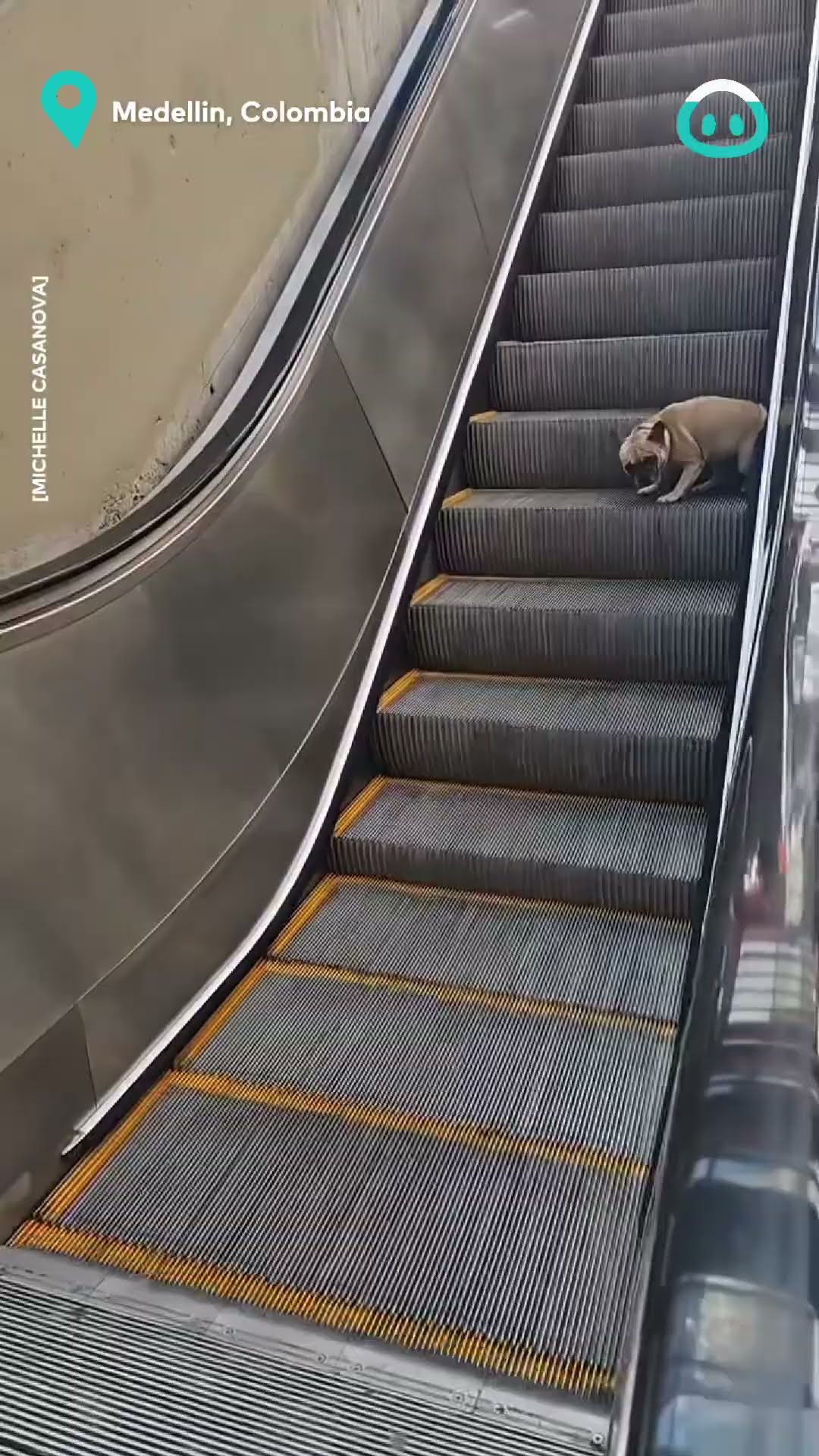 Adorable Pup Discovers New Game at Mall || ViralHog