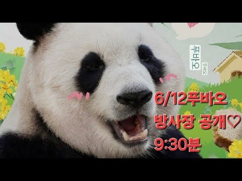 6/12푸바오방사장공개(9시30분부터) 푸바오'가 격리를 종료^^오예♡고생했어 푸♡#福宝,#FuBao,#panda,#fubao,#福寶