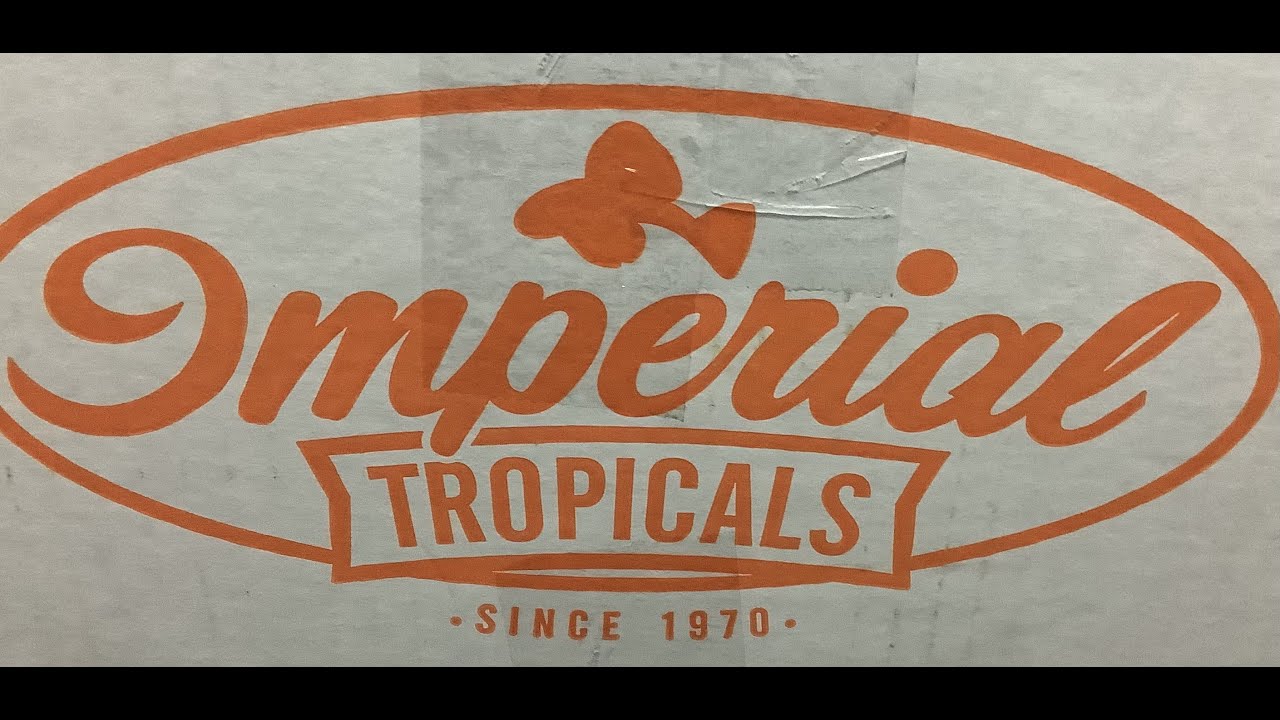 Weekly unboxing (imperial tropical) YouTube