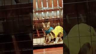 #cat #shortsfeed #youtubers