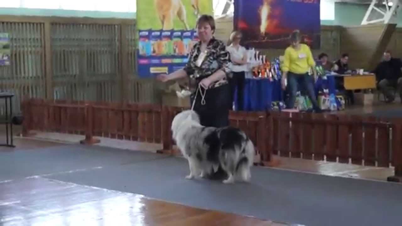 collie Effect Domino Of Gold Collection -  Best in color