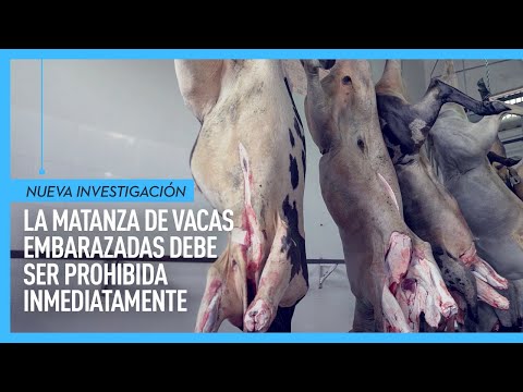 Matanza de vacas embarazadas
