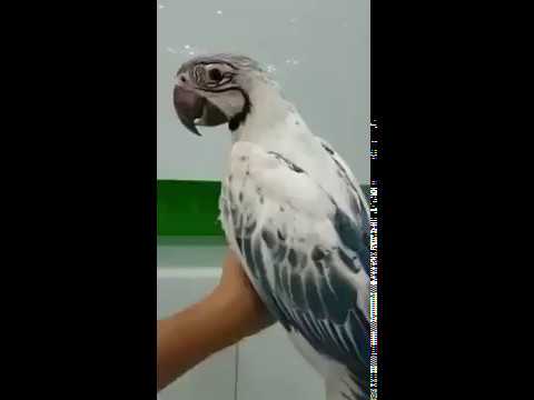 Rare White & Blue Macaw Parrot Hand Tamed | Rare Pets and Birds 