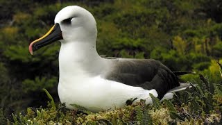 Tristan da Cunha - wildlife and heritage