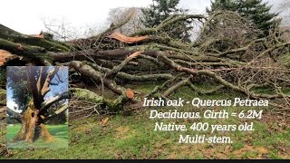 Oak Trees of Ireland: The Irish and English Oaks of Kilbroney park by RoundTower Productions 195 views 2 months ago 8 minutes, 23 seconds