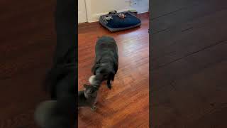 Crystal and Nigel play time