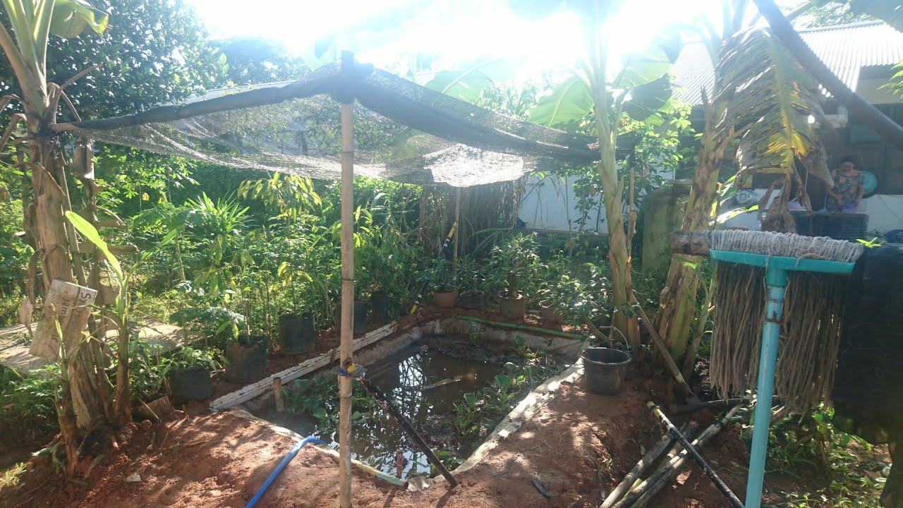 Pembuatan Kolam Belut Paling Mudah, Murah dan Awet / Cara budidaya