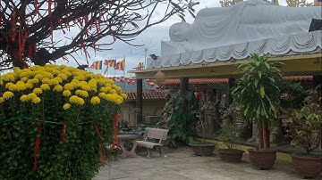 Cung Cấp Hoa Cúc Đại Đóa Tết Khánh Hòa 2023 D 1M2 1M 90 60 40 CÔNG TY CP SX KD HOA CÚC A NHÀN