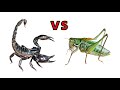 兇猛蠍子 VS 肉食螽斯 , Scorpion VS Katydid