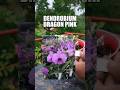 অর্কিড রিপট #tanvirhobbies #gardening #cactus #ছাদবাগান