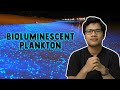 Bioluminescent Plankton