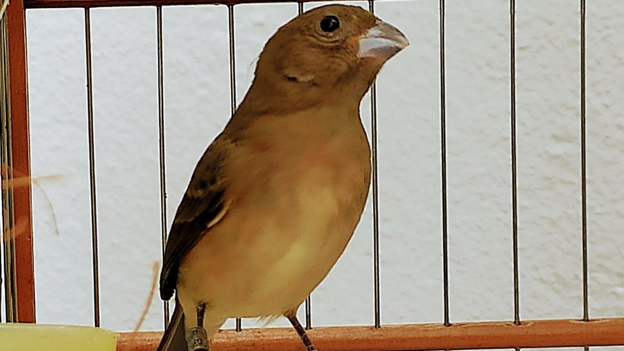 papacapim fêmea cantando