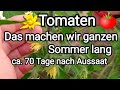 Tomaten 🍅 Das machen wir ganzen Sommer lang. 70 Tage nach Aussaat. Geiz Triebe. Bestäubung.