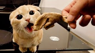 初めて豚ハツを食べた子猫の反応が可愛すぎた【マンチカン】