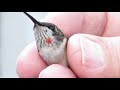 Wildlife Wednesday: Fascinating Facts About Hummingbirds