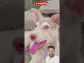 Cute to hai #youtubeshorts #animals #cat #funny #dog #pets