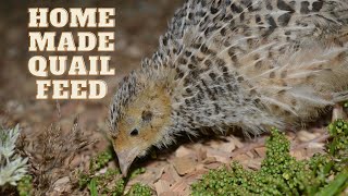 How to feed Quails?| Home made quail feed |Quail Care Tips| What Do Quails Eat?| Broccoli for Quails