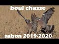 Chasse aux pigeon ramier dans le nord 59 saison 20192020