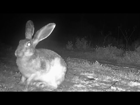 HARE AT NIGHT